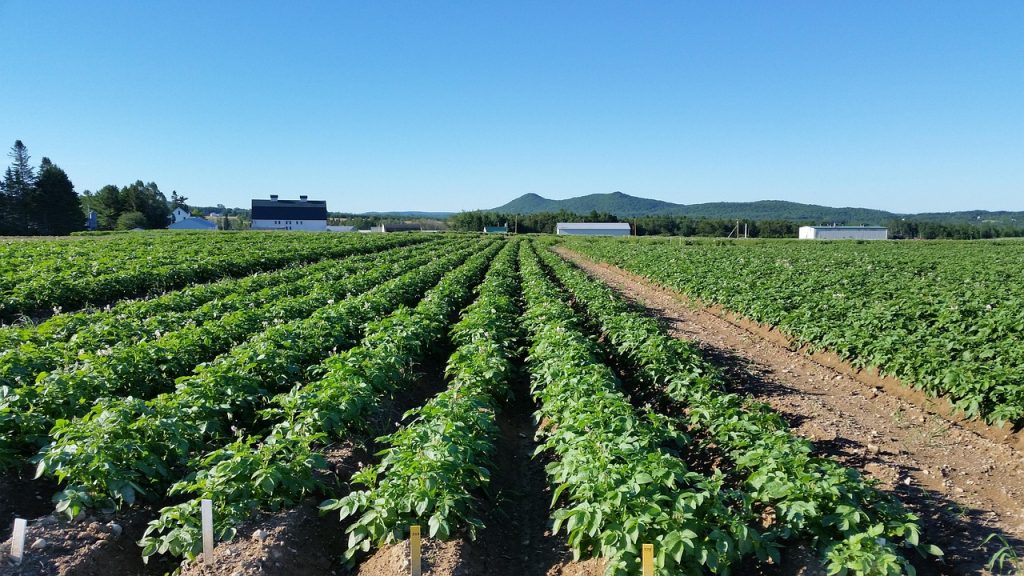 Maine’s potato fields feature neatly aligned rows of vibrant green plants stretching across fertile, sunlit farmland, framed by distant hills and classic rural barns.